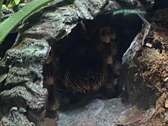 Acanthoscurria geniculata