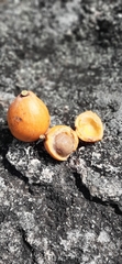 Plinia edulis