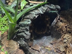 Acanthoscurria geniculata