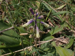 Bellevalia trifoliata