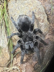 Grammostola pulchra