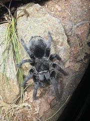 Grammostola pulchra