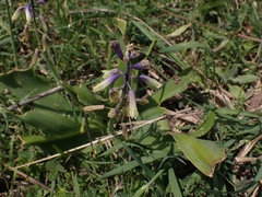 Bellevalia trifoliata