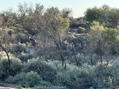 Macropus