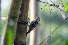 Dendrocopos macei