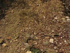 Strombocactus disciformis