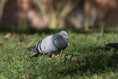 Columba livia domestica