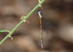 Synlestes tropicus
