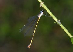Synlestes tropicus