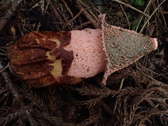 Phallus formosanus
