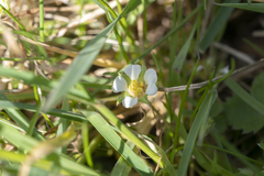 Potentilla micrantha