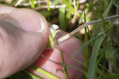 Potentilla micrantha