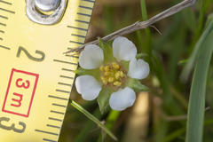 Potentilla micrantha
