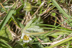 Potentilla micrantha