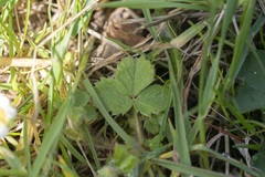 Potentilla micrantha