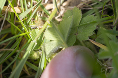 Potentilla micrantha