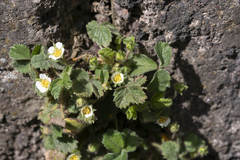 Potentilla micrantha