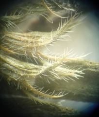 Thymus odoratissimus