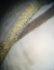 Thymus odoratissimus