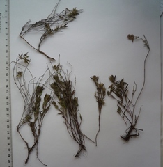 Thymus odoratissimus