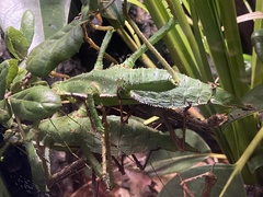 Heteropteryx dilatata
