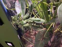 Heteropteryx dilatata