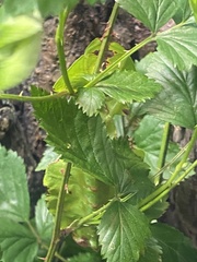 Pulchriphyllium giganteum