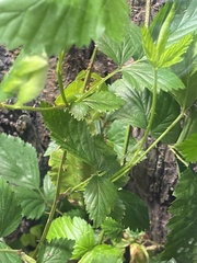 Pulchriphyllium giganteum