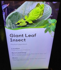 Pulchriphyllium giganteum