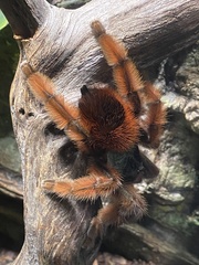 Caribena versicolor