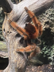Caribena versicolor