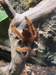 Caribena versicolor