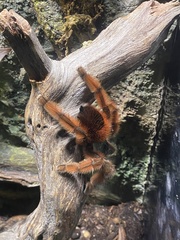 Caribena versicolor