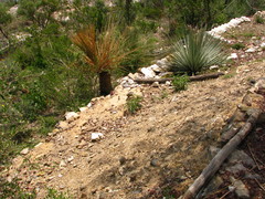 Strombocactus disciformis