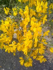 Genista scorpius scorpius