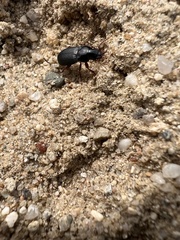 Harpalus rubripes
