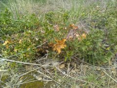 Quercus coccifera coccifera