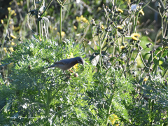 Curruca cantillans cantillans