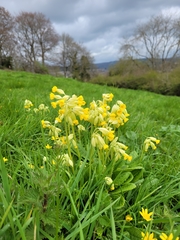 Primula veris