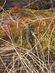 Lacerta agilis