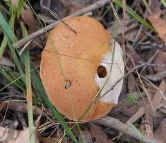 Austroboletus lacunosus
