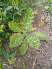 Tyrimnus leucographus