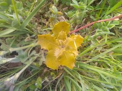 Quercus coccifera coccifera