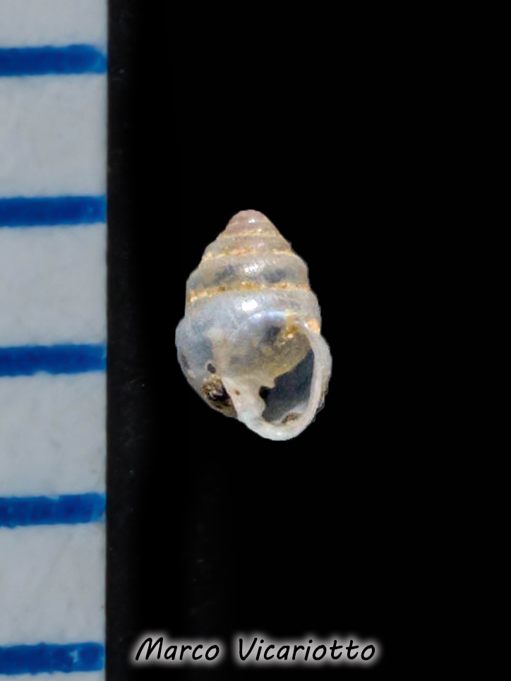 Zospeum globosum