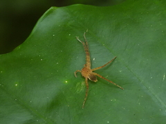 Heteropoda pingtungensis
