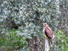 Buteo buteo