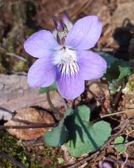 Viola hirsutula