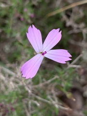 Dianthus charidemi