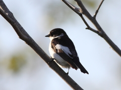 Ficedula semitorquata