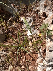 Ornithogalum narbonense
